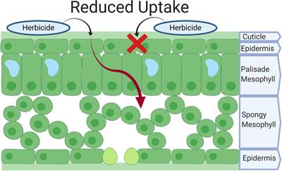 Non-target-Site Resistance in Lolium spp. Globally: A Review